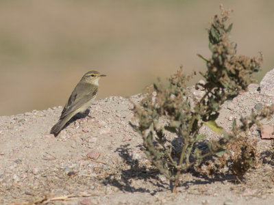 Willow Warbler / Fitis / Phylloscopus trochilus