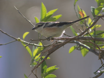 Masked Shrike / Maskerklauwier / Lanius nubicus