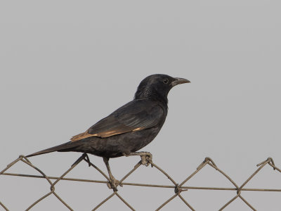 Tristram's Starling / Tristrams spreeuw / Onychognathus tristramii