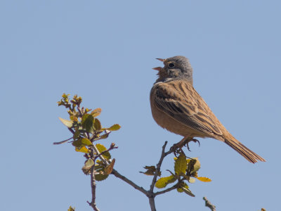 Cretzschmar's bunting / Bruinkeelortolaan / Emberiza caesia