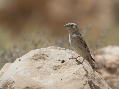 Rock Sparrow / Rotsmus / Petronia petronia