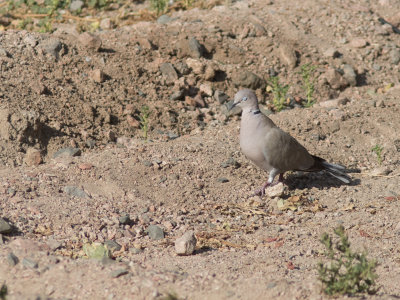 Eurasian Collared Dove / Turkse tortel / Streptopelia decaocto