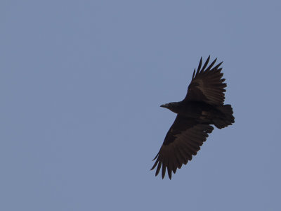 Fan-Tailed Raven / Waaierstaartraaf / Corvus rhipidurus