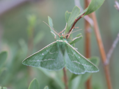 Smaragdspanner / Essex emerald / Thetidia smaragdaria