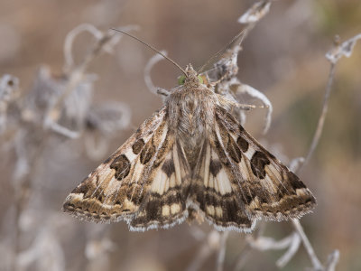 Bonte daguil / Spotted Clover / Protoschinia scutosa