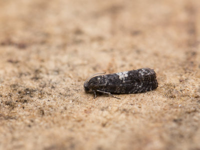 Fruitdwergbladroller / Pammene argyrana