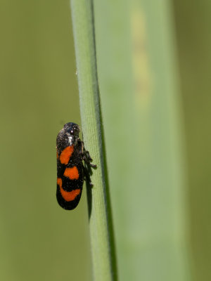 Bloedcicade / Black-and-red froghopper / Cercopis vulnerata