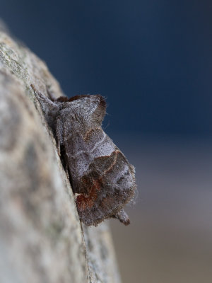 Donkere wapendrager / Small Chocolate-tip / Clostera pigra