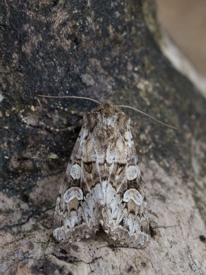 Brede w-uil / Light Brocade / Lacanobia w-latinum