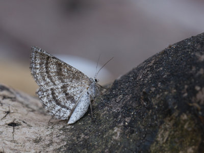 Gestreepte bremspanner / Grass Wave / Perconia strigillaria