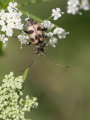 Korte smalboktor / Pachytodes cerambyciformis