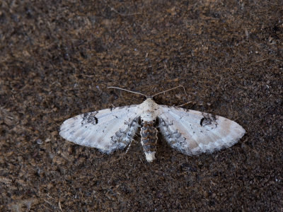 Zwartvlekdwergspanner / Lime-speck pug / Eupithecia centaureata