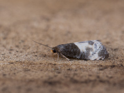 Hermelijnbladroller /  Notocelia cynosbatella 