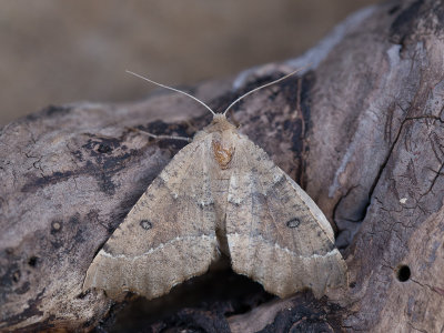 Getande spanner / Scalloped Hazel / Odontopera bidentata