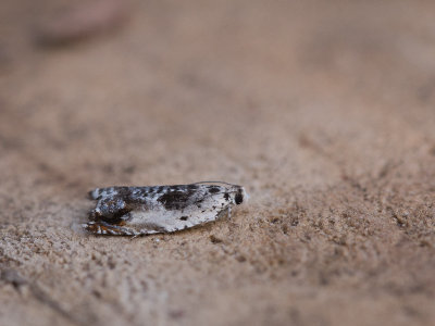 Witte haakbladroller / Ancylis laetana
