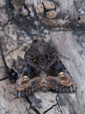 Levervlek / Small Angle Shades / Euplexia lucipara