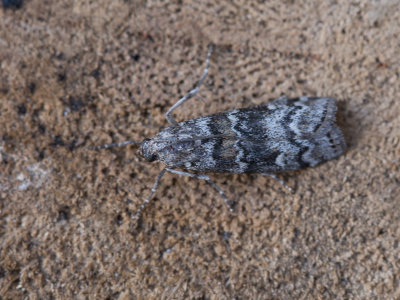Sparappelboorder / Dioryctria abietella