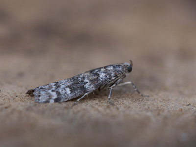 Sparappelboorder / Dioryctria abietella