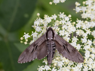 Dennenpijlstaart / Pine Hawk-moth / Sphinx pinastri