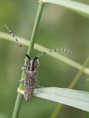 Gewone distelboktor / Golden-bloomed Grey Longhorn Beetle / Agapanthia villosoviridescens