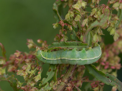 Variabele voorjaarsuil / Clouded Drab / Orthosia incerta