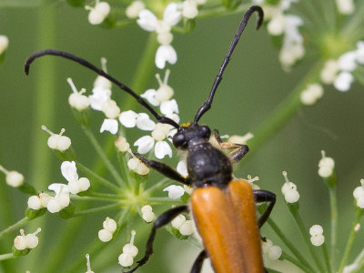 Zwarttip-Smalboktor / Tawny Longhorn Beetle /  Paracorymbia fulva