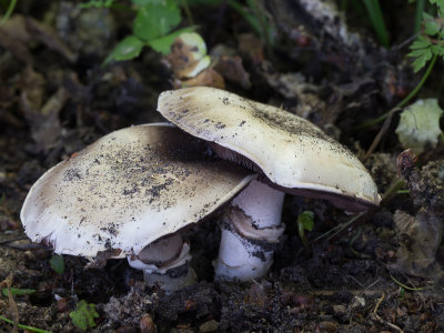 Agaricus bispora / Gekweekte champignon / Common Mushroom