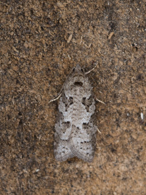 Zomerspikkelbladroller / Grey Tortrix / Cnephasia stephensiana