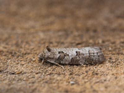 Zomerspikkelbladroller / Grey Tortrix / Cnephasia stephensiana