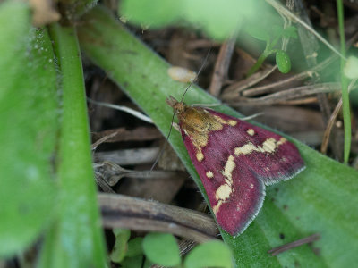 Duinmuntvlinder / Pyrausta ostrinalis