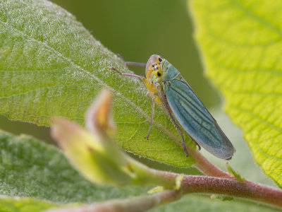 Groene rietcicade / Green Leafhoppers / Cicadella viridis