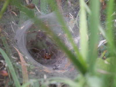 Gewone doolhofspin / Agelena labyrinthica 