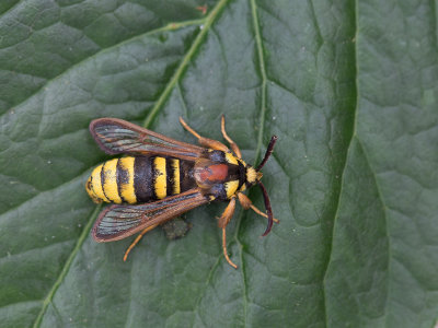 Hoornaarvlinder / Hornet Moth / Sesia apiformis