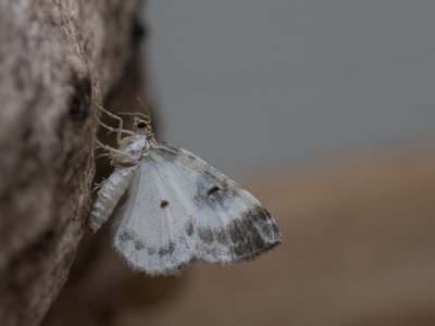 Blauwrandspanner / Blue-bordered Carpet / Plemyria rubiginata