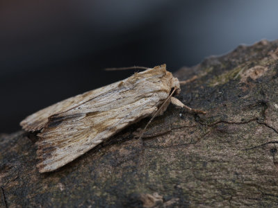 Bleke grasworteluil / Light Arches / Apamea lithoxylaea