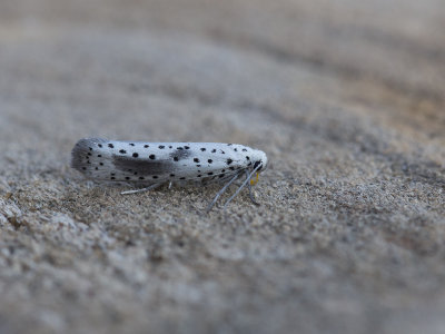 Waasjesstippelmot / Yponomeuta irrorella