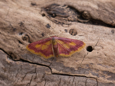Geelpurperen Spanner / Purple-bordered Gold / Idaea muricata