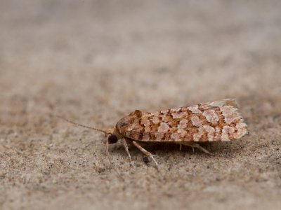 Stipjesbladroller / Lozotaeniodes formosana