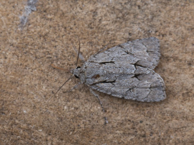 Psi-uil / Grey Dagger  / Acronicta psi 