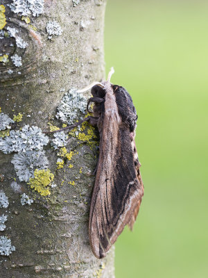 Ligusterpijlstaart / Privet Hawk-moth / Sphinx ligustri