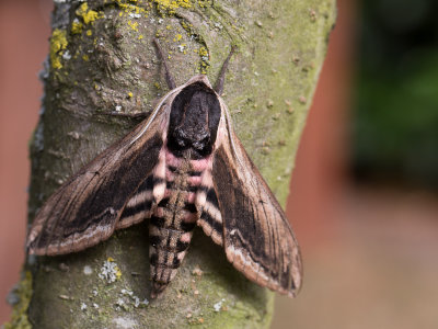 Ligusterpijlstaart / Privet Hawk-moth / Sphinx ligustri