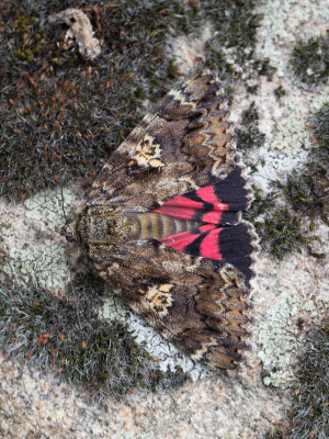 Karmozijnrood weeskind / Dark Crimson Underwing / Catocala sponsa