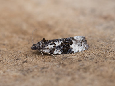 Zwartwitte marmerbladroller / Apotomis turbidana
