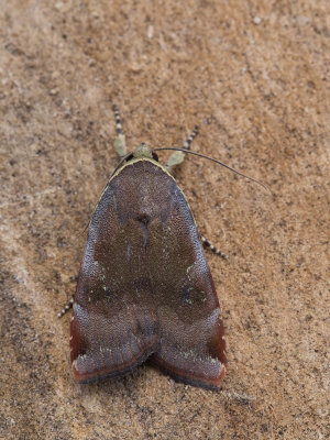 Kleine breedbandhuismoeder / Langmaid's Yellow Underwing / Noctua janthina