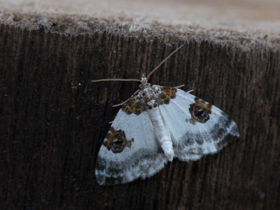 Blauwrandspanner / Blue-bordered Carpet / Plemyria rubiginata
