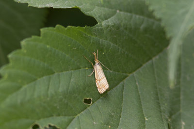 Chrysocrambus linetella