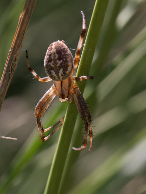 Zig-zag Spider / Neoscona oaxacensis