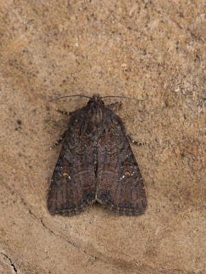 Weidehalmuiltje / Lesser Common Rustic / Mesapamea secalella