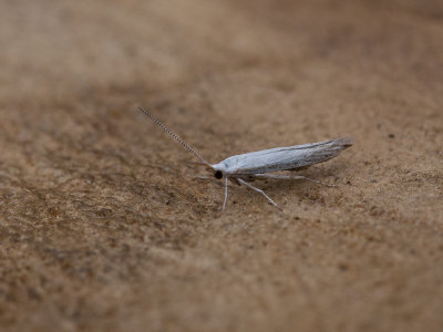 Witte berkenkokermot / Coleophora betulella