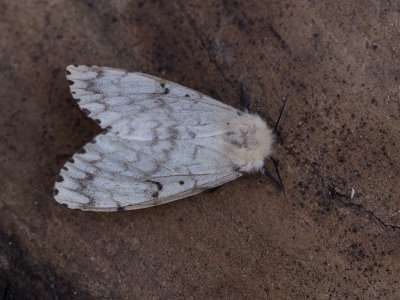 Plakker / Gypsy Moth / Lymantria dispar